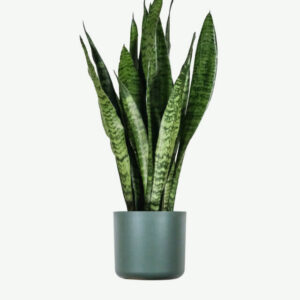 Spathiphyllum