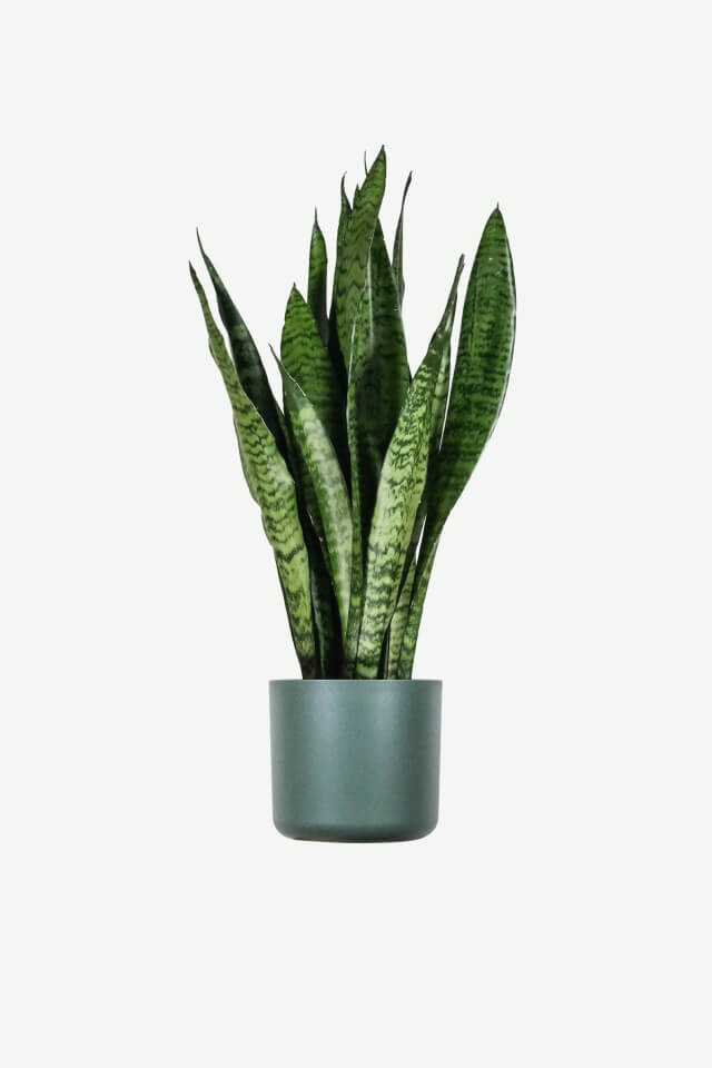 Spathiphyllum
