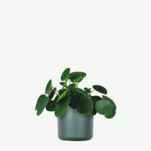 Dracaena Lisa