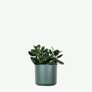 Zz Plants