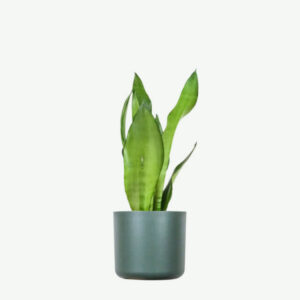 Alocasia Regal Shield