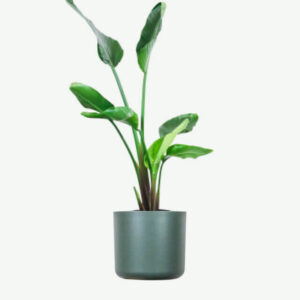 Calathea Rufibarba