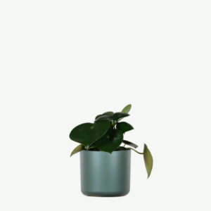 Aralia Ming