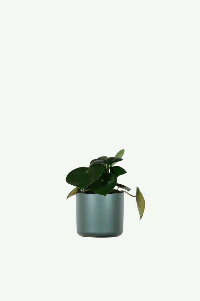 Aralia Ming